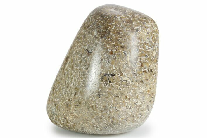 Polished Dinosaur Bone (Gembone) - Morocco #349581